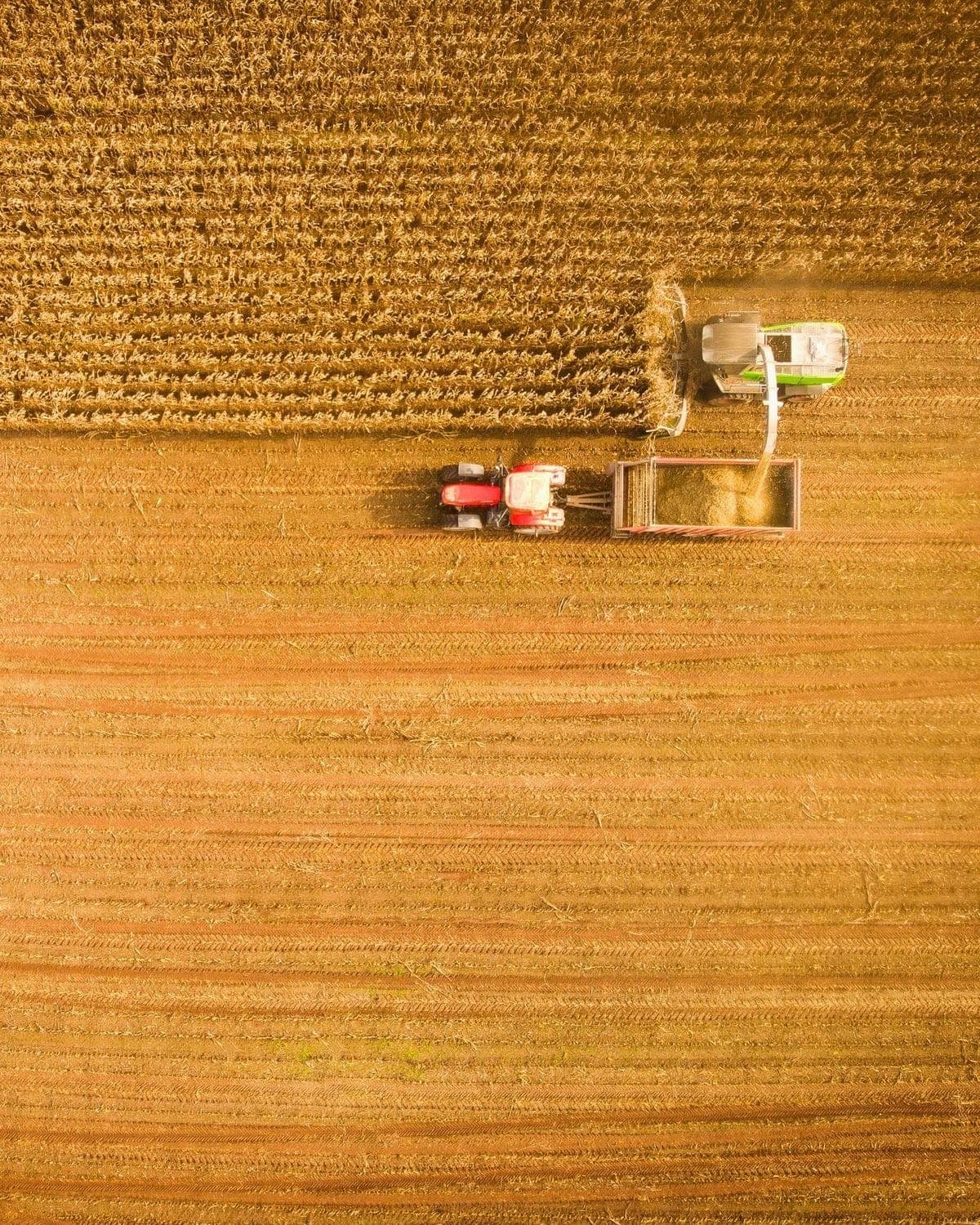 Raccolto dall'alto — trattore con rimorchio che riceve il grano dalla mietitrebbia