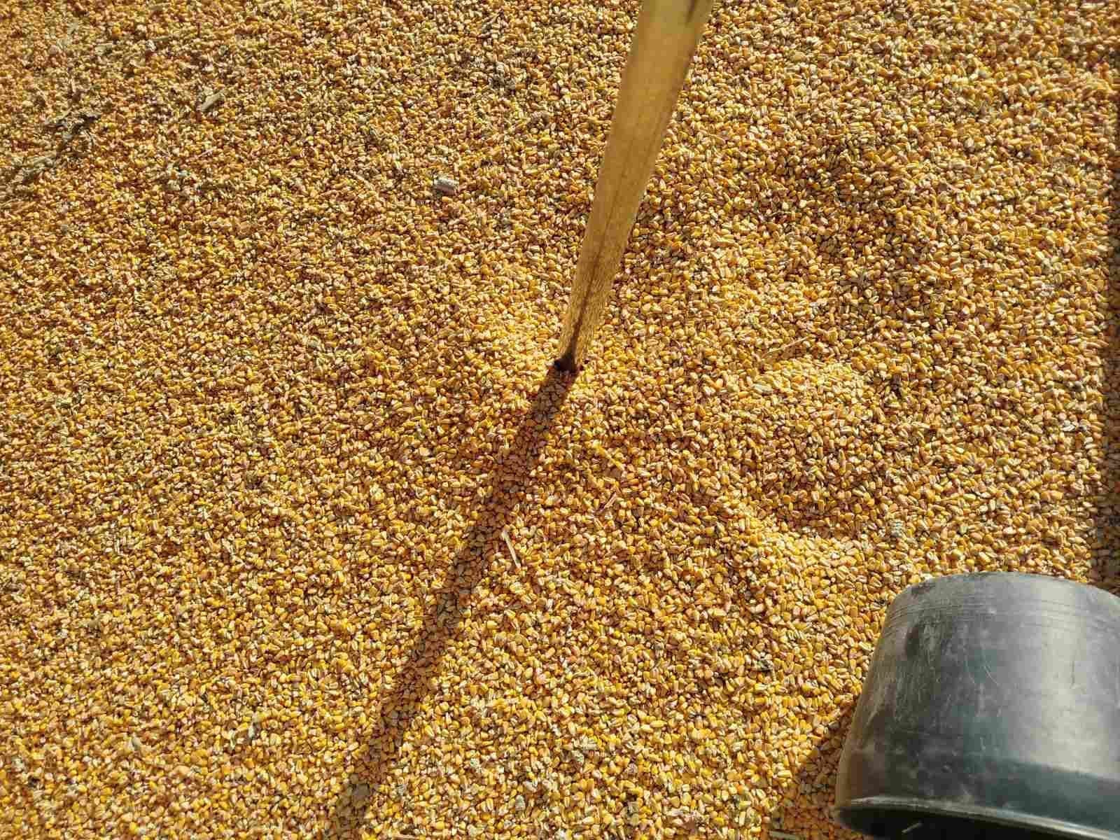 Fields and harvest — OKTUM 17