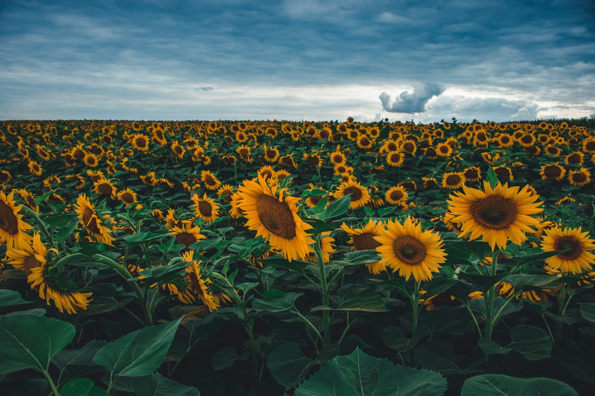Girasole