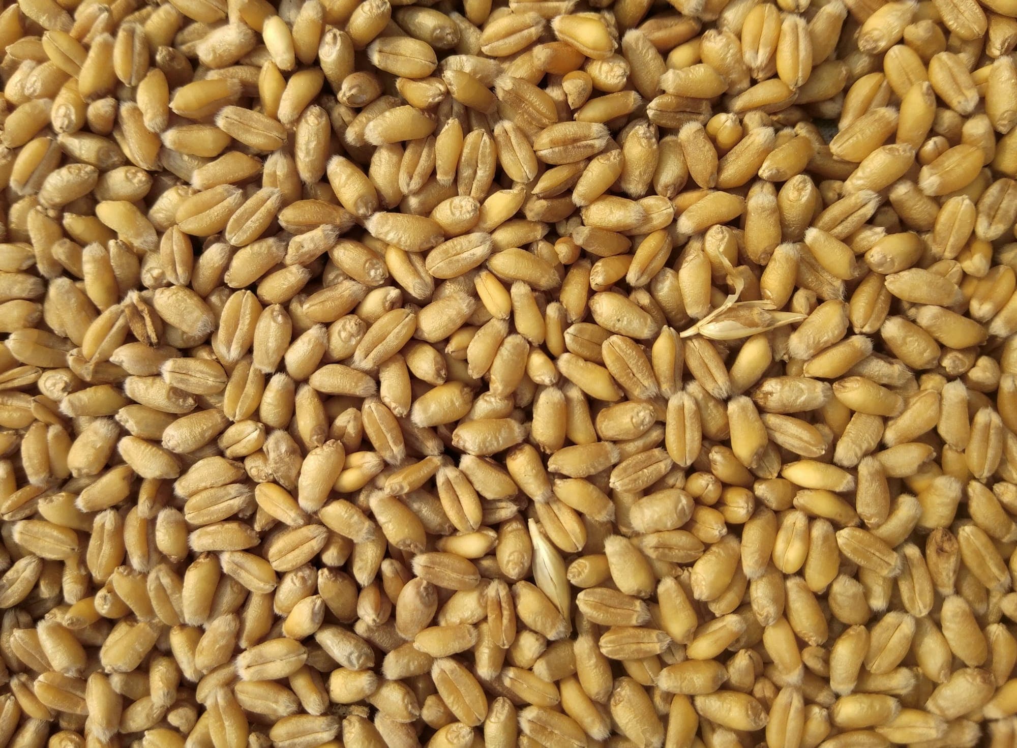 Grano